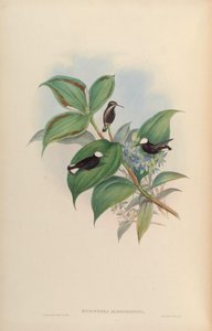 Microchera albocoronata door John Gould